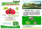 有机草莓宣传单