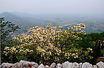 方山的桐花