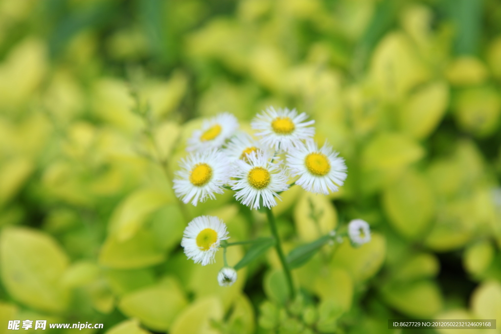 飞蓬花