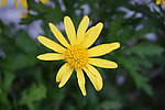 雏菊