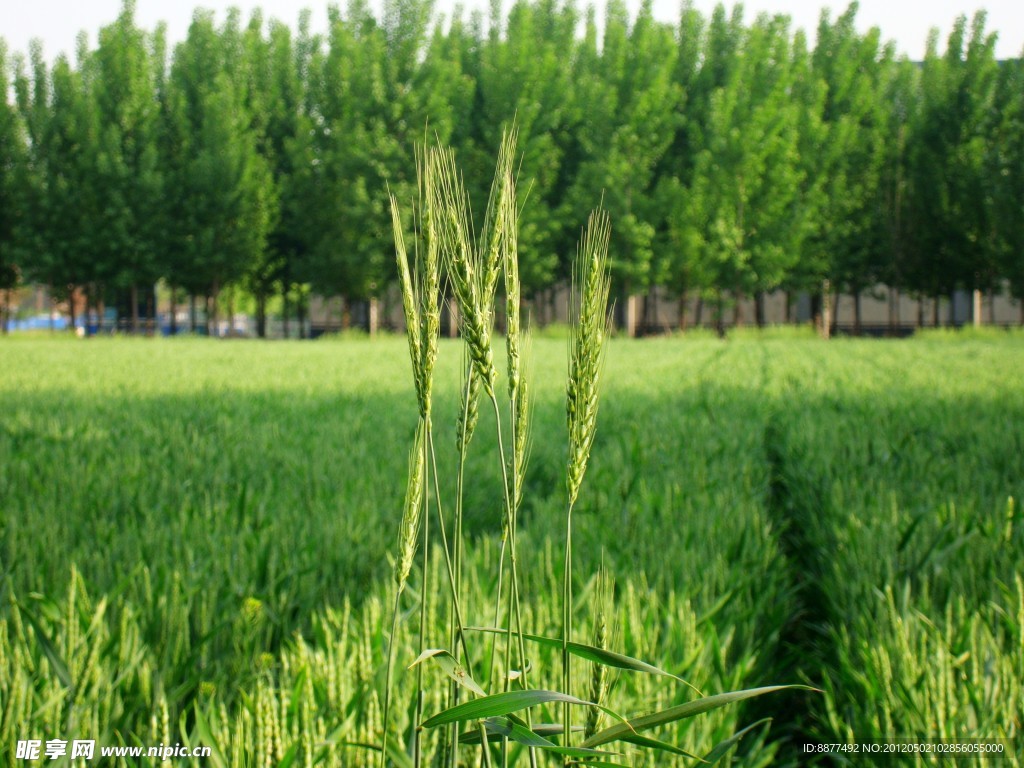 麦田