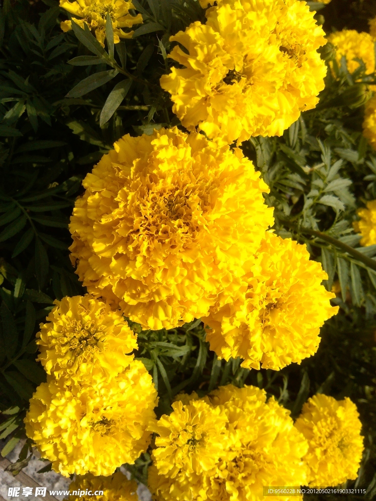 黄花