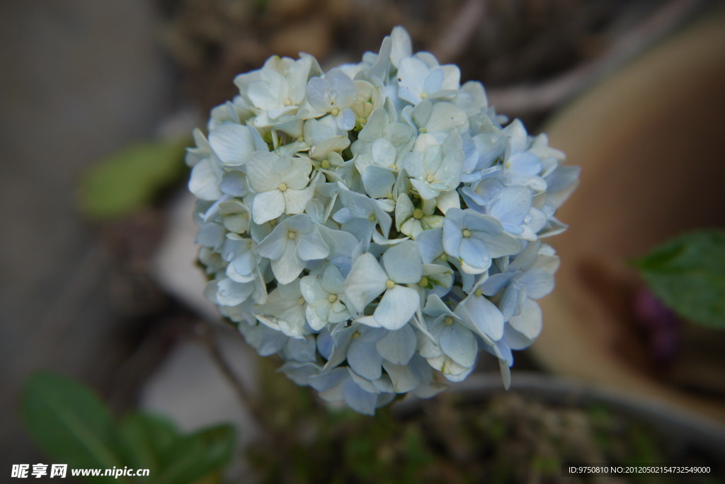 绣球花 八仙花