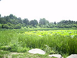 圆明园风景