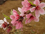 露水桃花