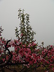 桃花美景