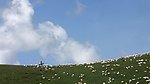 高山 牧歌（非高清）