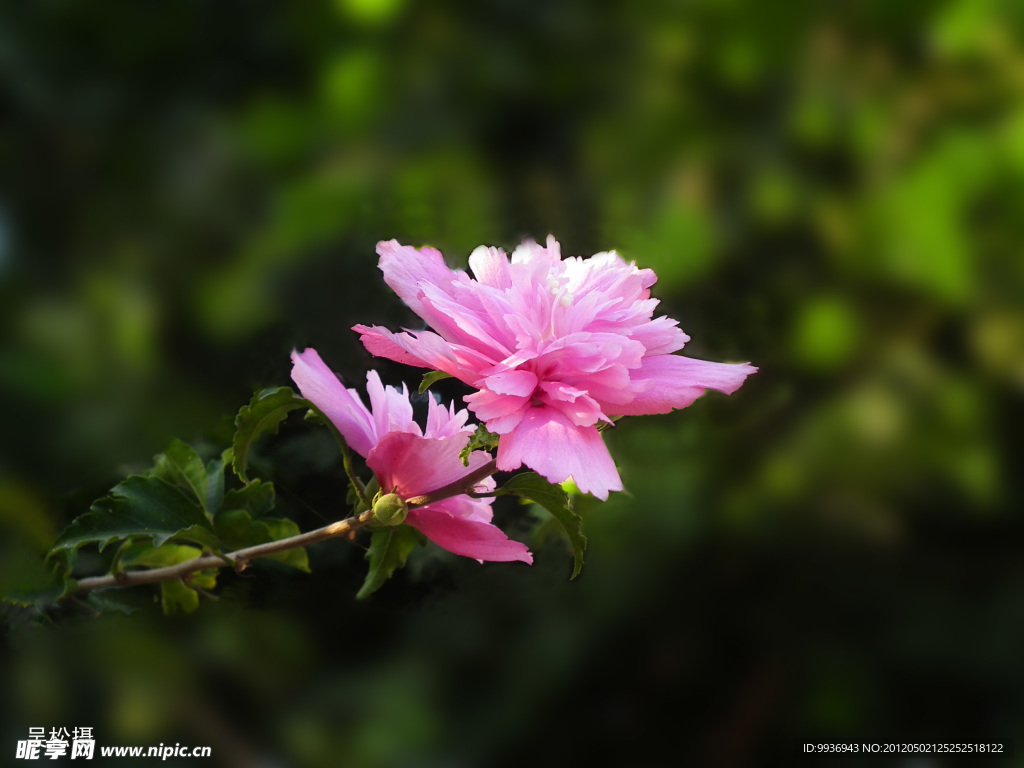 双花齐开