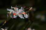 鸢尾花