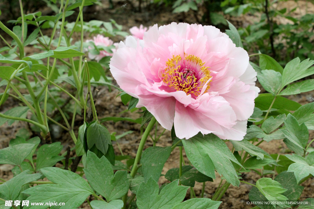 牡丹花