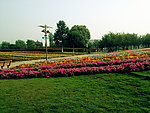 花圃
