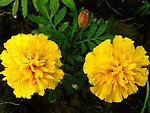 黄菊花