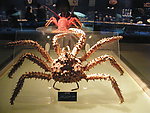 海生物标本