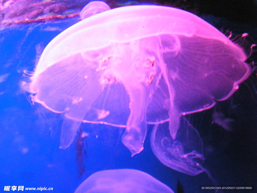 海底生物