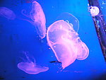 海底生物