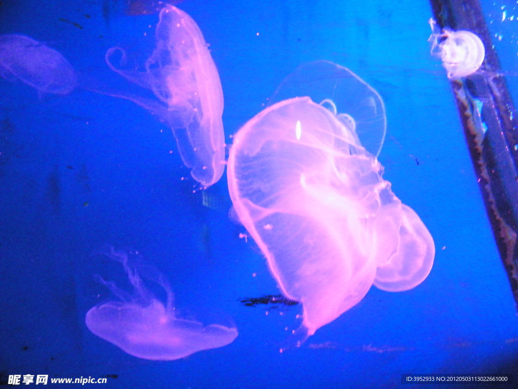 海底生物