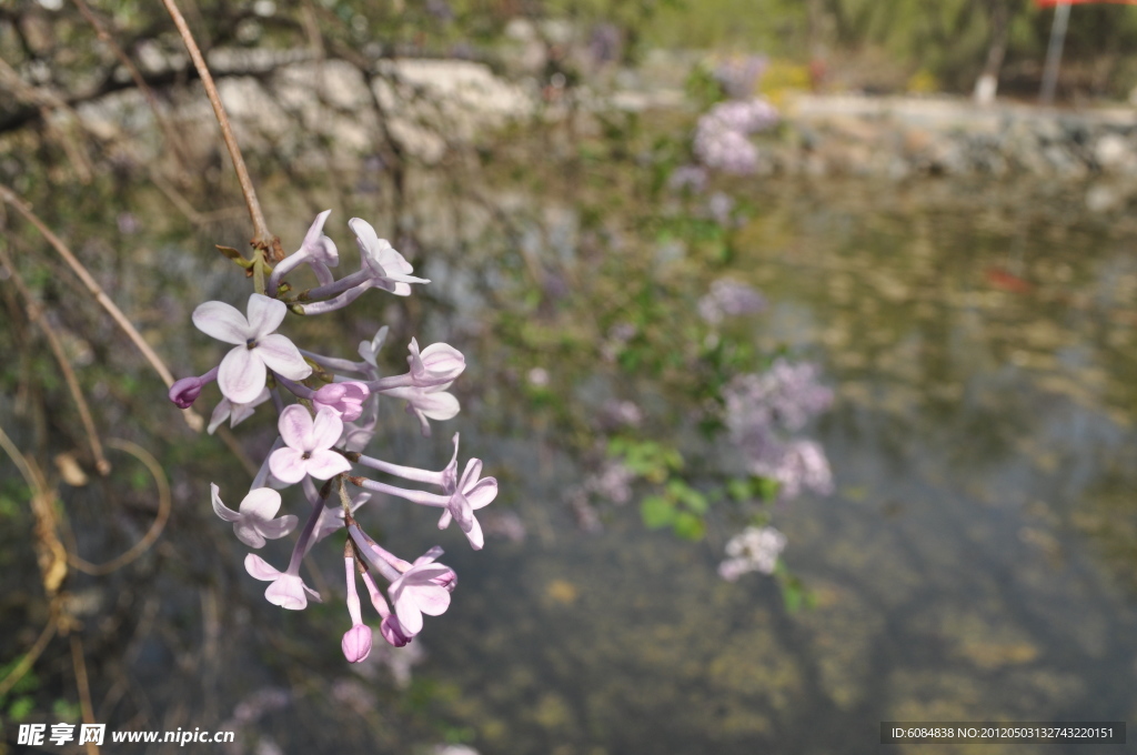 丁香花