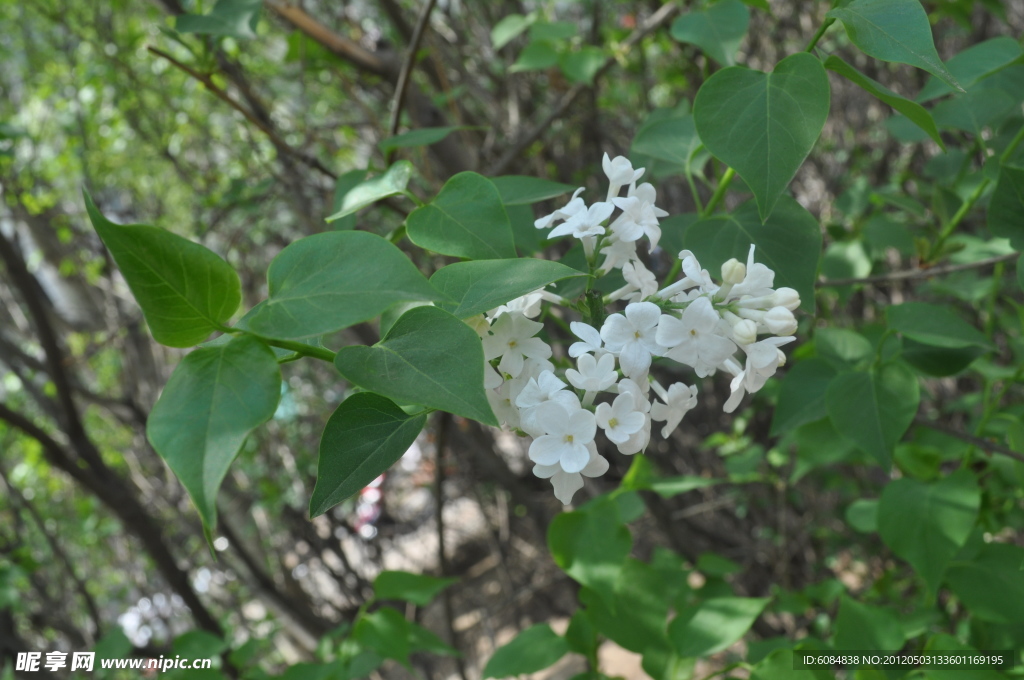 丁香花