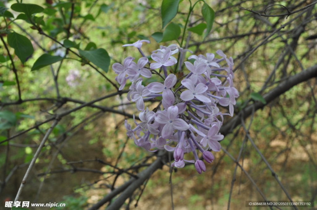 丁香花