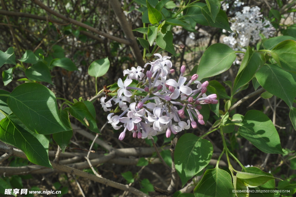 丁香花