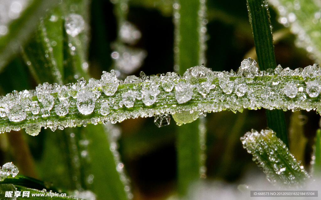 冰柱植物