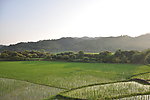 夕阳稻田