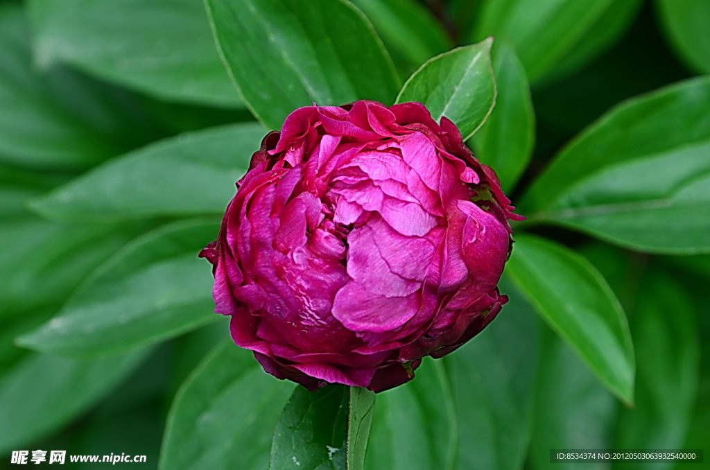 芍药