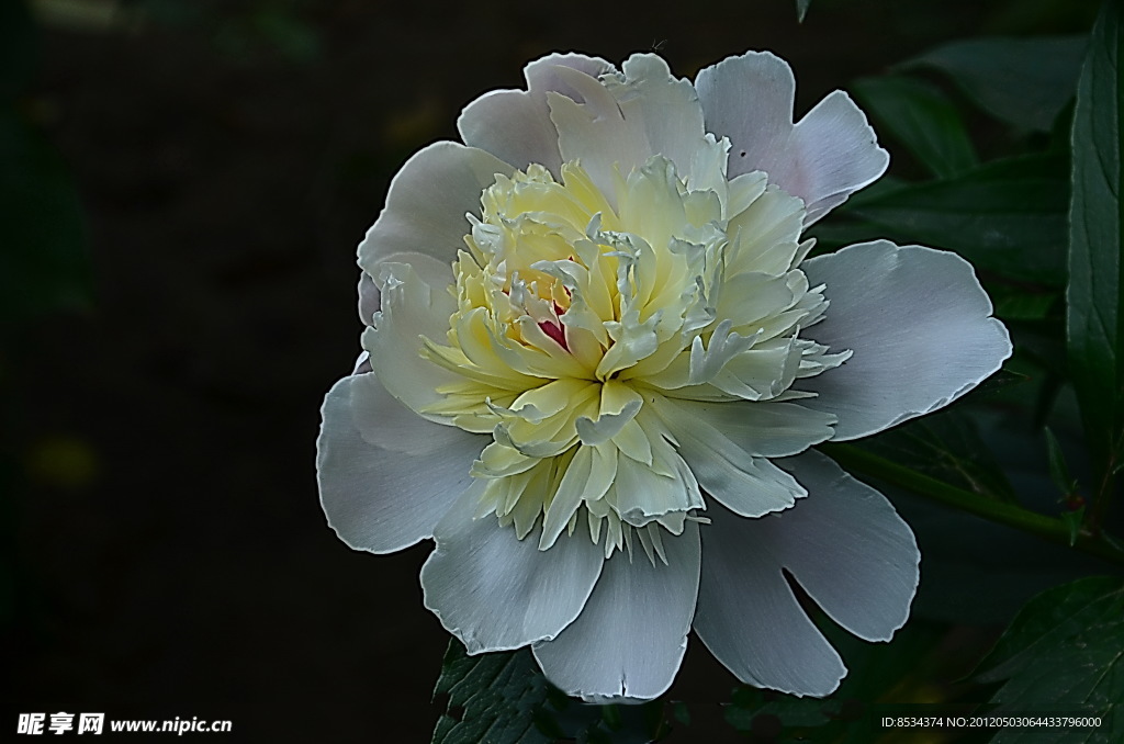 芍药