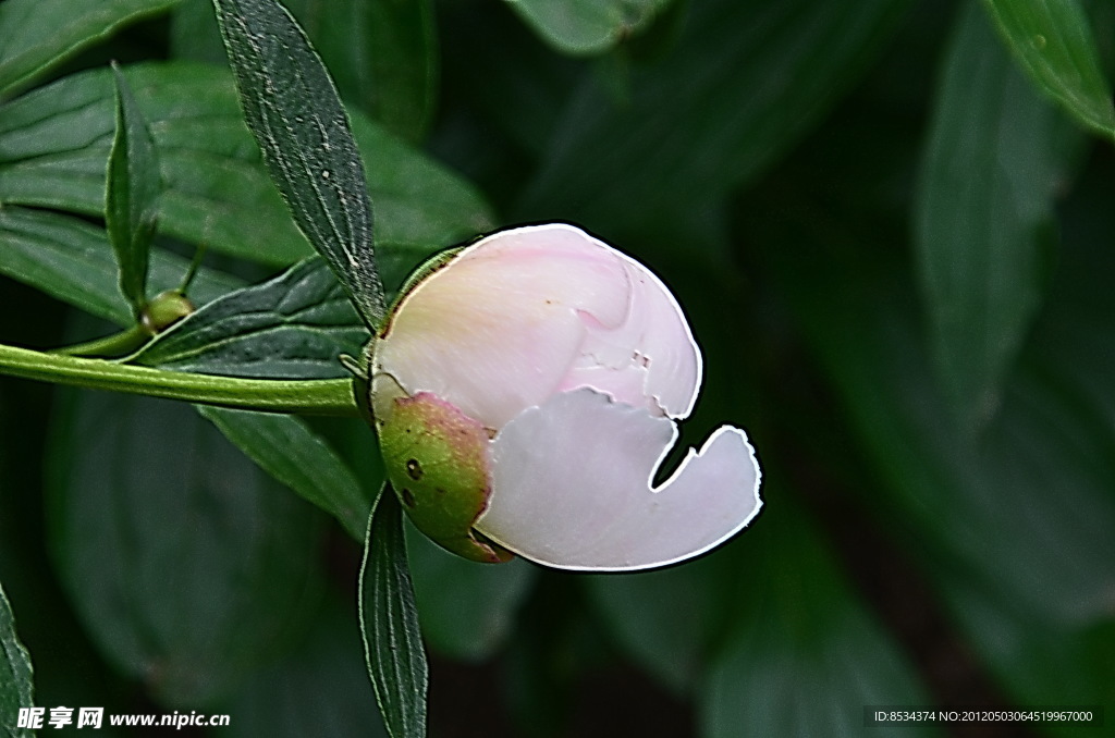 芍药