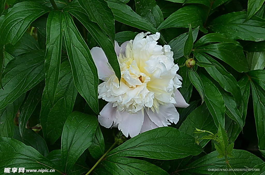 芍药