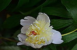 芍药