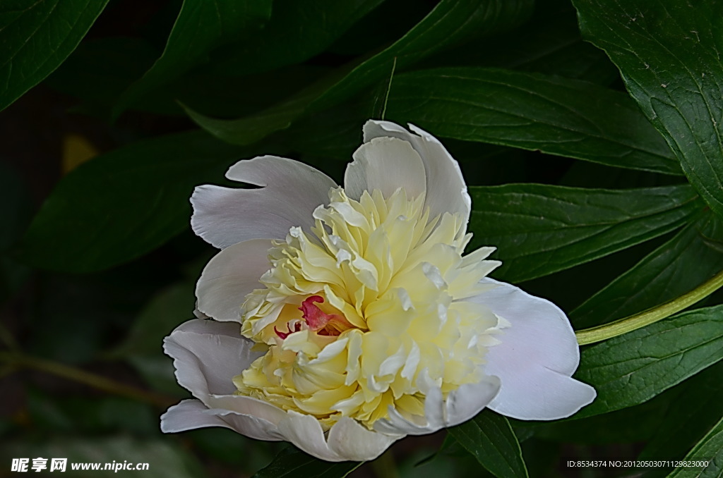 芍药