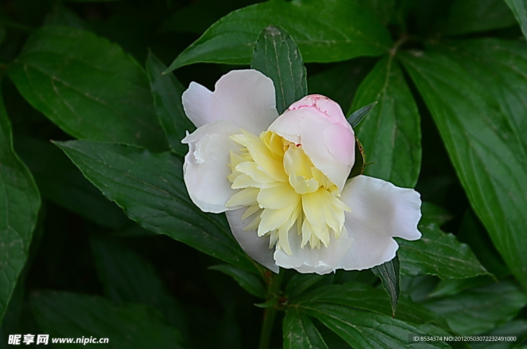 芍药