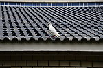 鸽子