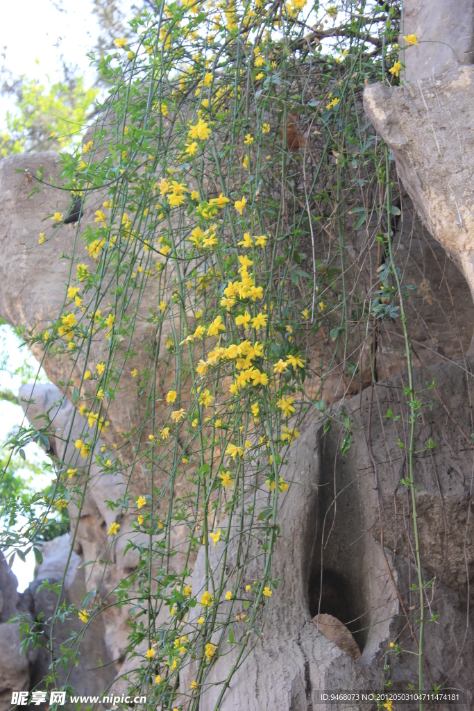 迎春花