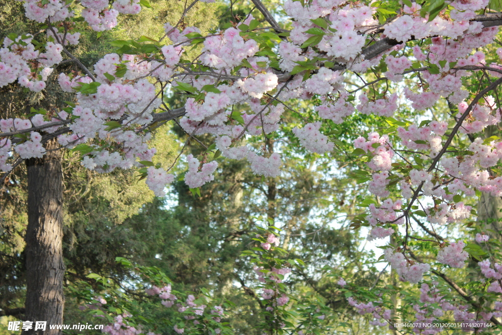 樱花