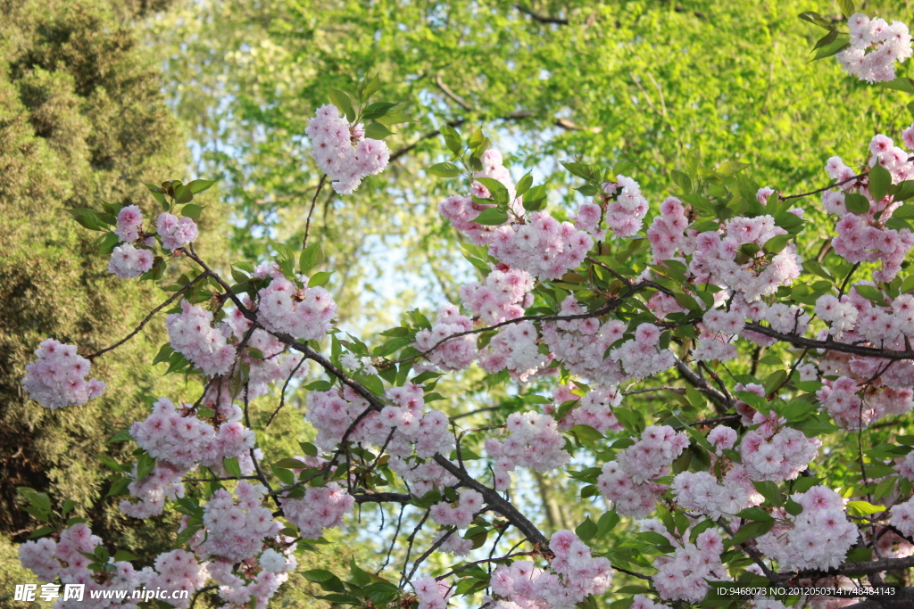 樱花