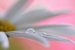 野菊花
