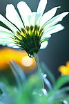 兰菊花