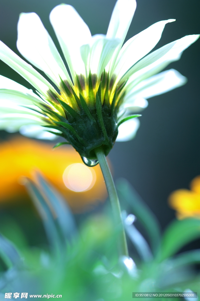 兰菊花