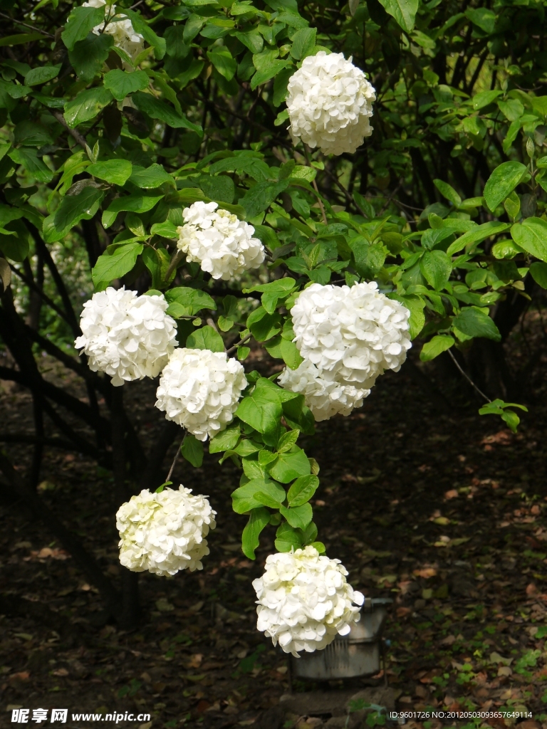 绣球花