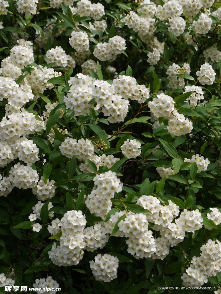 绣球花
