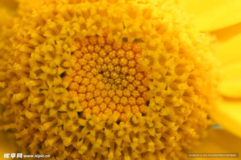 葵花