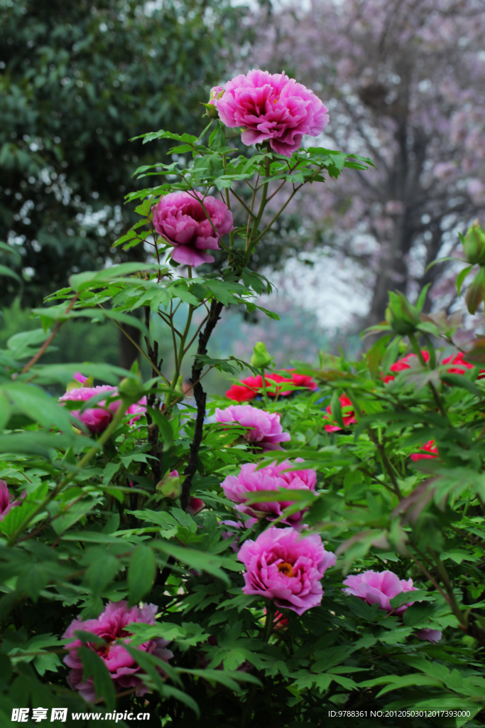 花开节节高