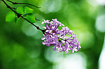 丁香花