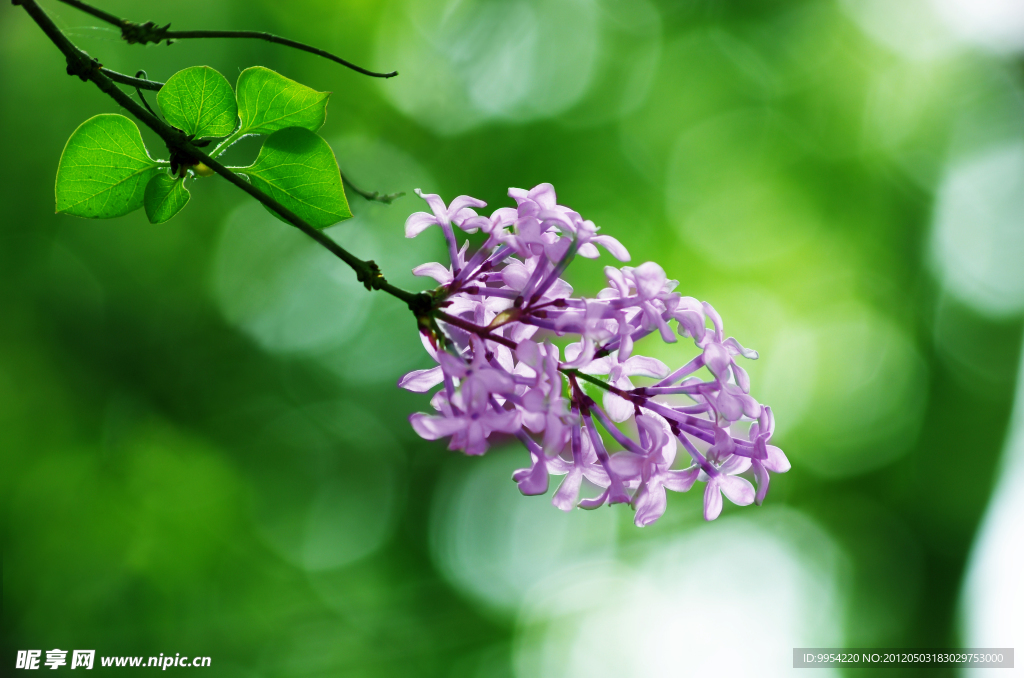 丁香花