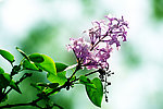 丁香花
