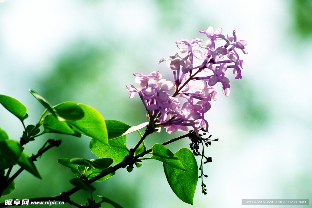 丁香花