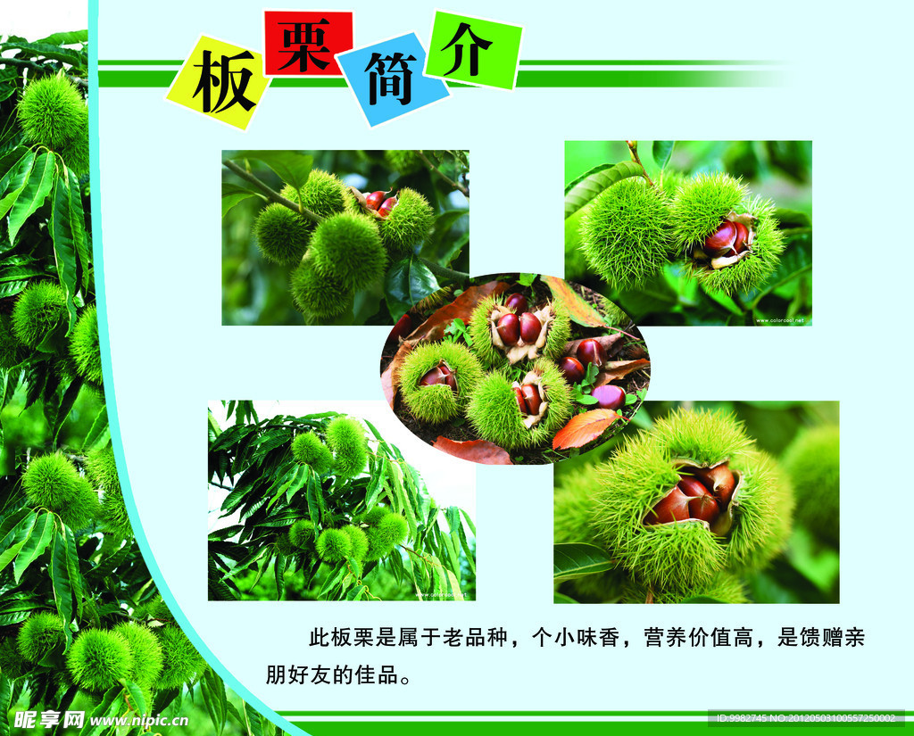 板栗简介
