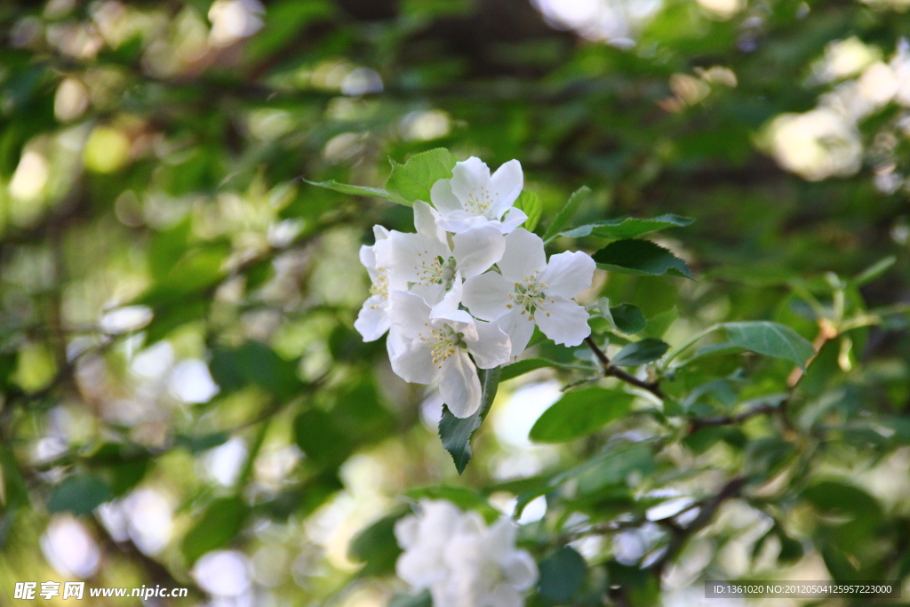 苹果花